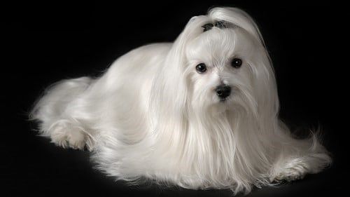 maltese-with-snow-white-coat